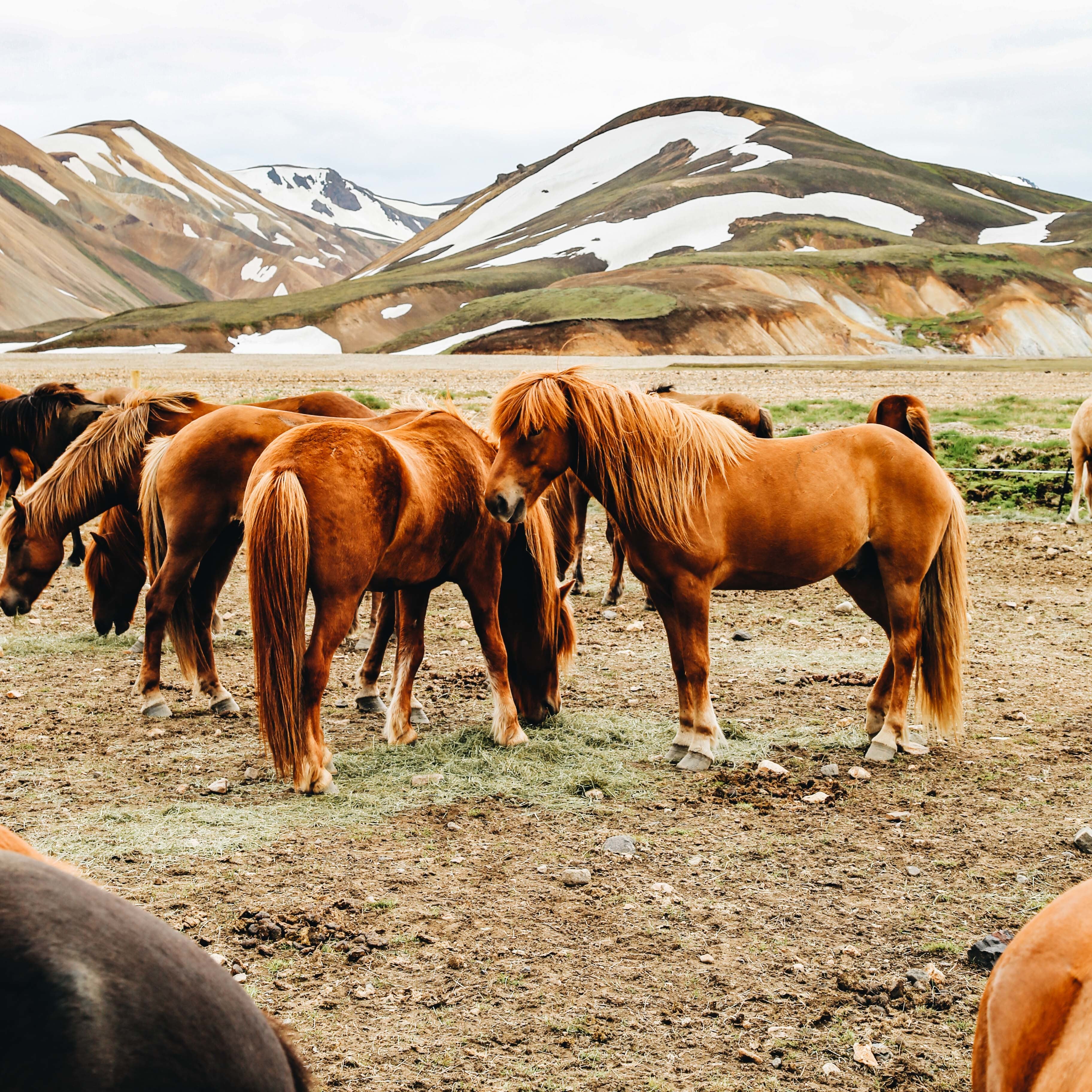 files/brown-horses-grouped-together.jpg
