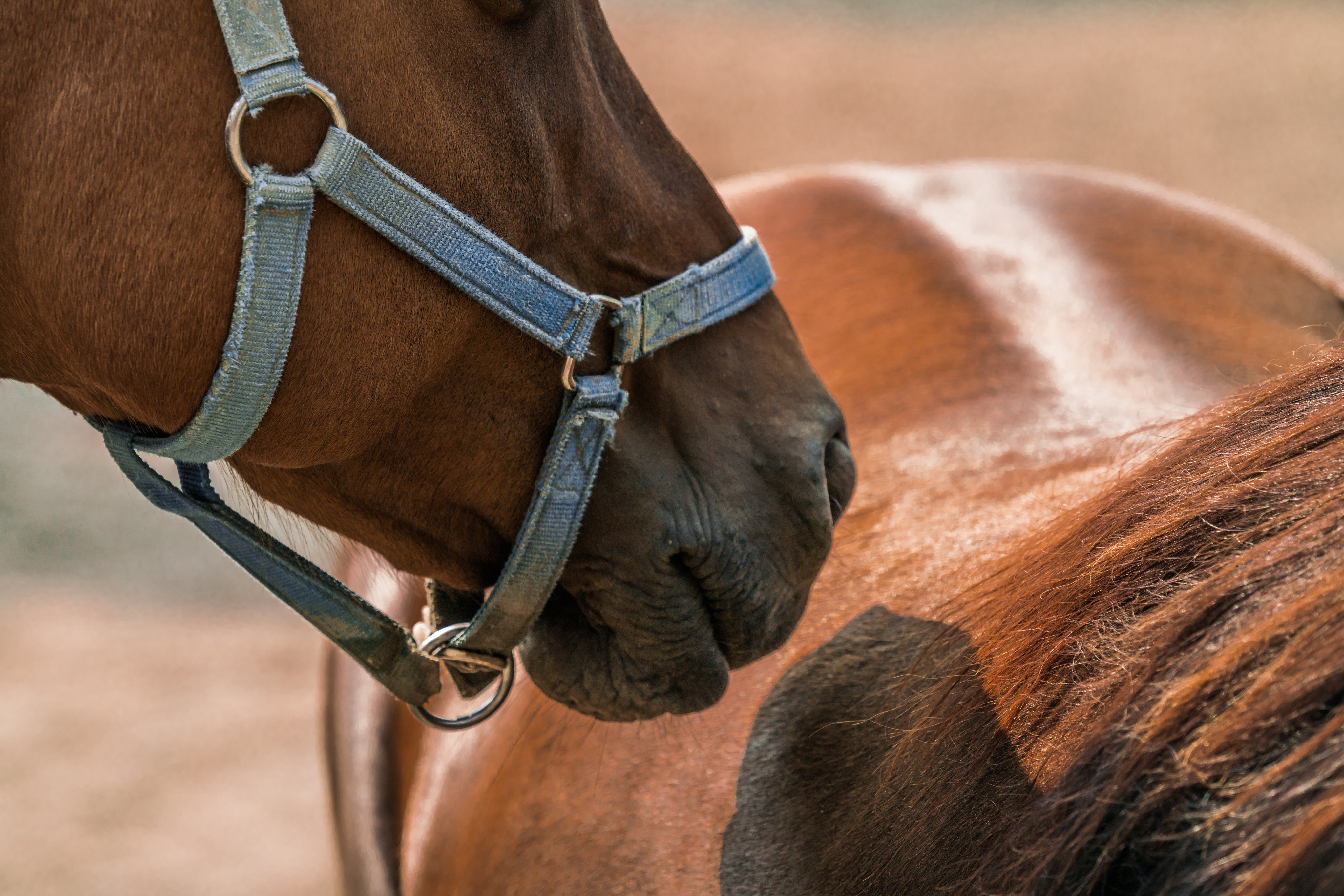 files/horse-smells-horse.jpg